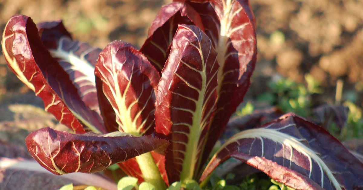 Dimensione Suono Soft Radicchio Variegato Di Castelfranco Igp Mattina